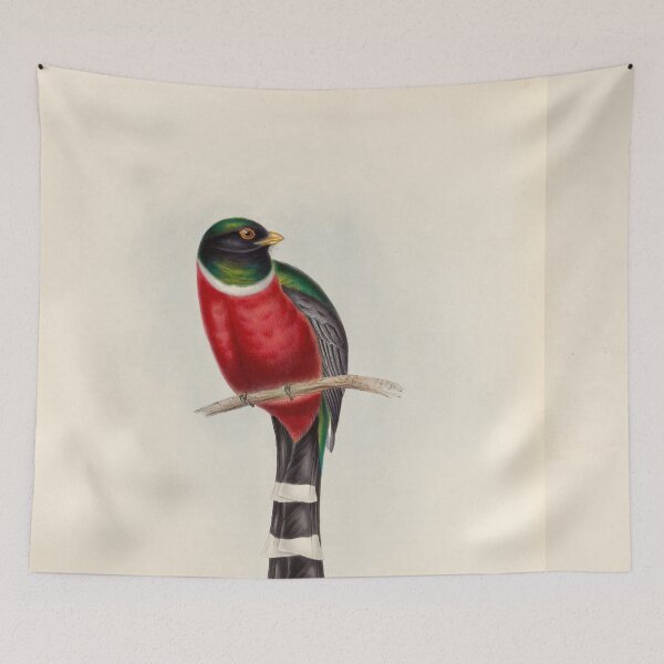 Item preview, A monograph of the Trogonidae or family of trogons John Gould 1838 V1 to V3 0004 Trogon Mexicanus Mexican Trogon designed and sold by WetdryvacRB01.