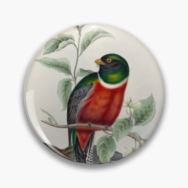 Item preview, A monograph of the Trogonidae or family of trogons John Gould 1838 V1 to V3 0006 Trogon Mexicanus Mexican Trogon designed and sold by WetdryvacRB01.