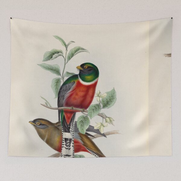 Item preview, A monograph of the Trogonidae or family of trogons John Gould 1838 V1 to V3 0006 Trogon Mexicanus Mexican Trogon designed and sold by WetdryvacRB01.