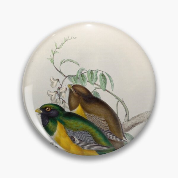Item preview, A monograph of the Trogonidae or family of trogons John Gould 1838 V1 to V3 0008 Trogon Atricollis Black Throated Trogon designed and sold by WetdryvacRB01.
