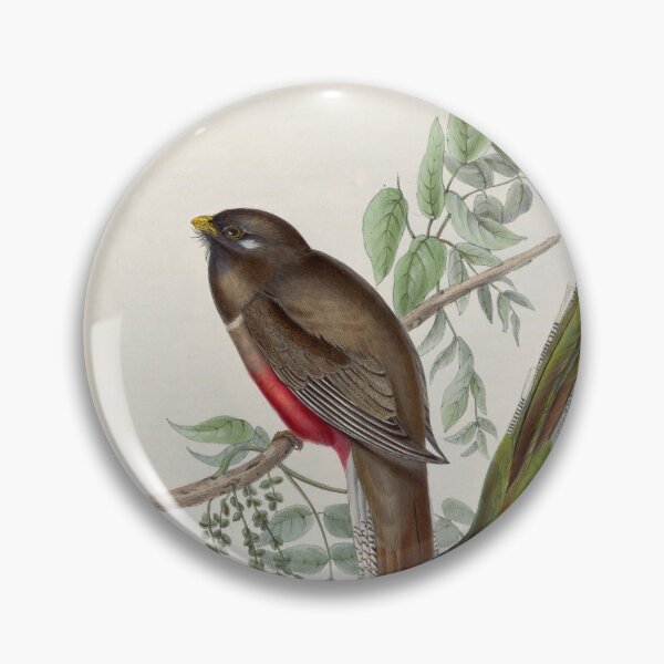 Item preview, A monograph of the Trogonidae or family of trogons John Gould 1838 V1 to V3 0010 Trogon Elegans Graceful Trogon designed and sold by WetdryvacRB01.