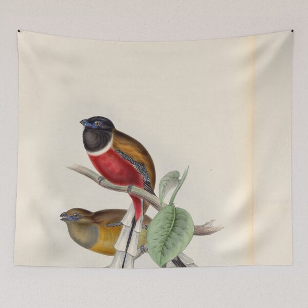 Item preview, A monograph of the Trogonidae or family of trogons John Gould 1838 V1 to V3 0012 Trogon Malabaricus Malabar Trogon designed and sold by WetdryvacRB01.