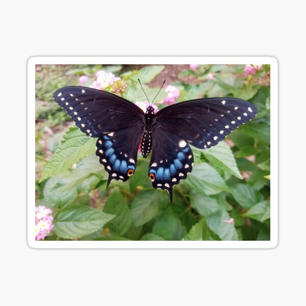 Life Story of the Black Swallowtail Butterfly  Good Morning Gloucester