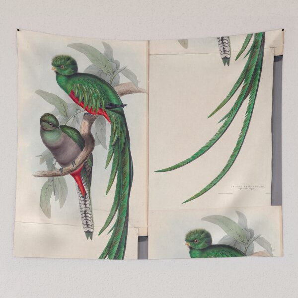 Item preview, A monograph of the Trogonidae or family of trogons John Gould 1838 V1 to V3 0014 Trogon Resplendens Resplendent Trogon designed and sold by WetdryvacRB01.