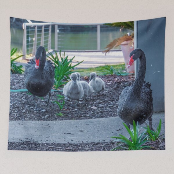 Item preview, Black Swans on the Move - Lake Weeroona, Bendigo designed and sold by Steven Jodoin.