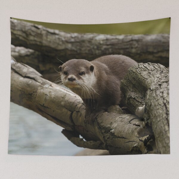 Item preview, Otter On A Tree designed and sold by rawshutterbug.