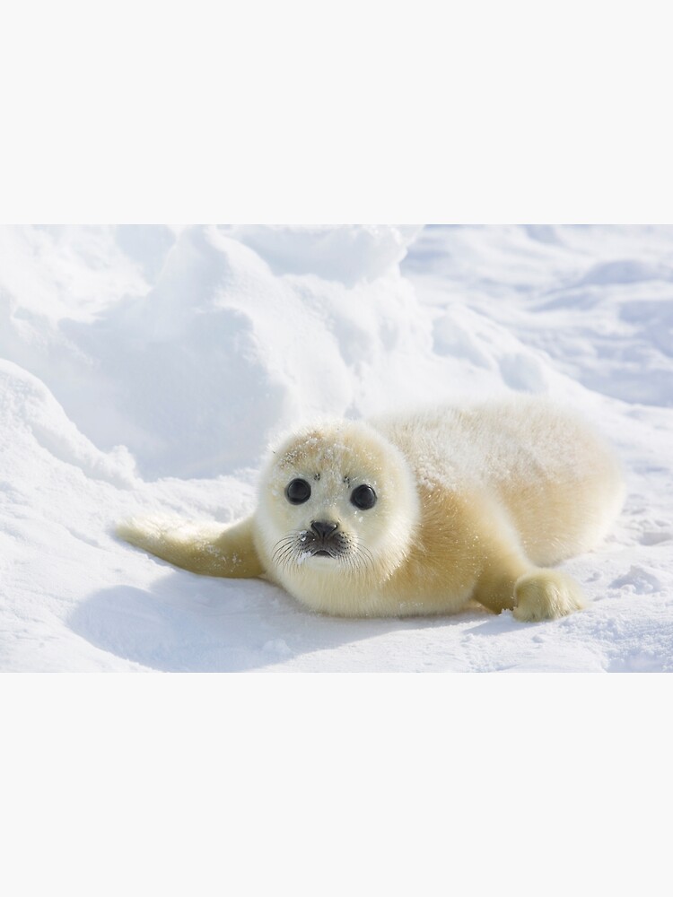 Seal baby Baby Seals'