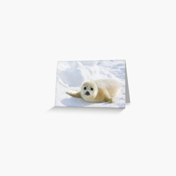 Item preview, Cute Baby Seal designed and sold by KnightSteel.