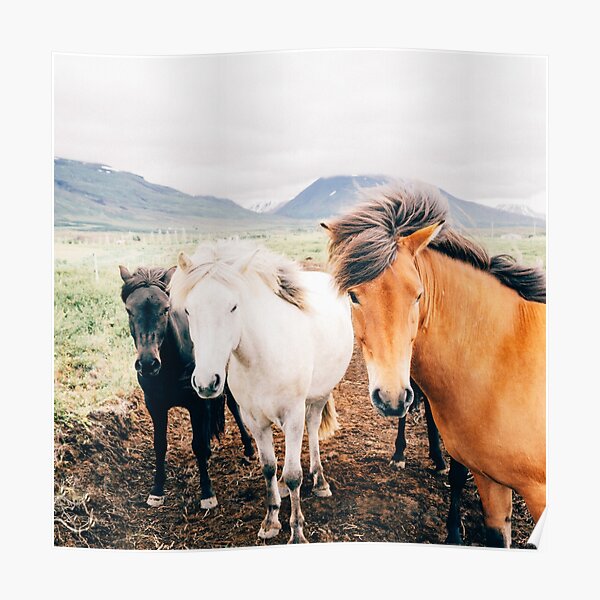 Fergus The Horse Poster