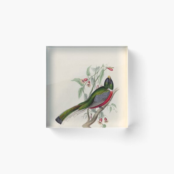 Item preview, A monograph of the Trogonidae or family of trogons John Gould 1838 V1 to V3 0018 Trogon Ambiguus Doubtful Trogon designed and sold by WetdryvacRB01.