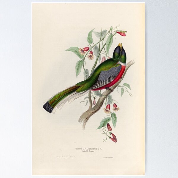 Item preview, A monograph of the Trogonidae or family of trogons John Gould 1838 V1 to V3 0018 Trogon Ambiguus Doubtful Trogon designed and sold by WetdryvacRB01.