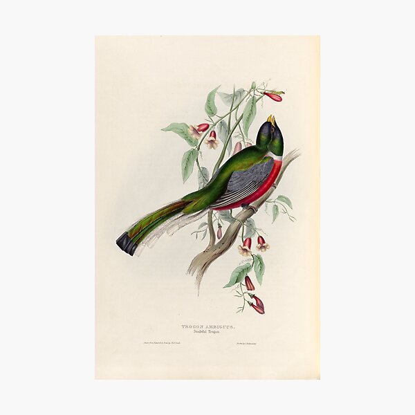 Item preview, A monograph of the Trogonidae or family of trogons John Gould 1838 V1 to V3 0018 Trogon Ambiguus Doubtful Trogon designed and sold by WetdryvacRB01.