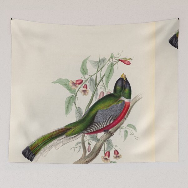 Item preview, A monograph of the Trogonidae or family of trogons John Gould 1838 V1 to V3 0018 Trogon Ambiguus Doubtful Trogon designed and sold by WetdryvacRB01.