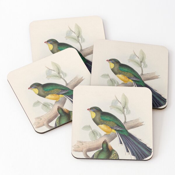 Item preview, A monograph of the Trogonidae or family of trogons John Gould 1838 V1 to V3 0020 Trogon Reinwardtii Reinwardt's Trogon designed and sold by WetdryvacRB01.