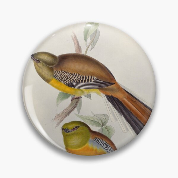 Item preview, A monograph of the Trogonidae or family of trogons John Gould 1838 V1 to V3 0022 Trogon Oreskios Mountain Trogon designed and sold by WetdryvacRB01.