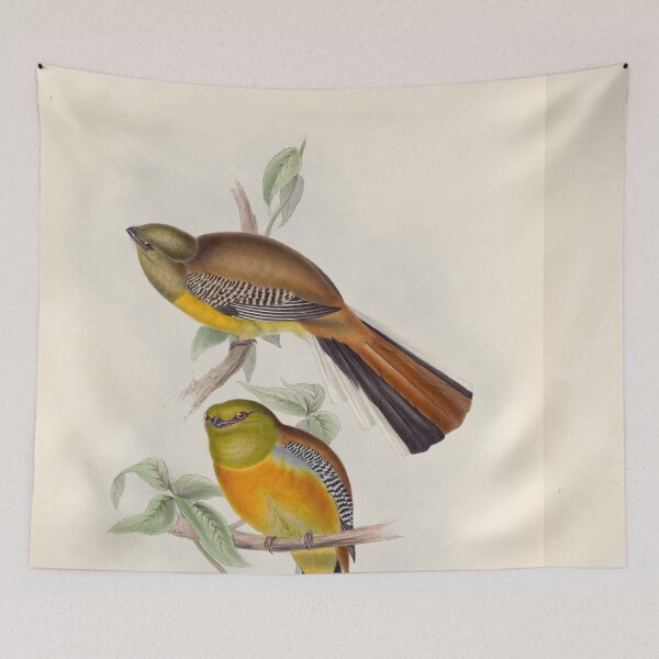 Item preview, A monograph of the Trogonidae or family of trogons John Gould 1838 V1 to V3 0022 Trogon Oreskios Mountain Trogon designed and sold by WetdryvacRB01.
