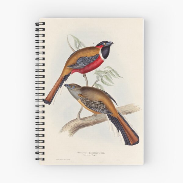 Item preview, A monograph of the Trogonidae or family of trogons John Gould 1838 V1 to V3 0024 Trogon Temminckii Temminck's Trogon designed and sold by WetdryvacRB01.