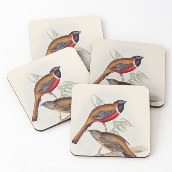 Item preview, A monograph of the Trogonidae or family of trogons John Gould 1838 V1 to V3 0024 Trogon Temminckii Temminck's Trogon designed and sold by WetdryvacRB01.