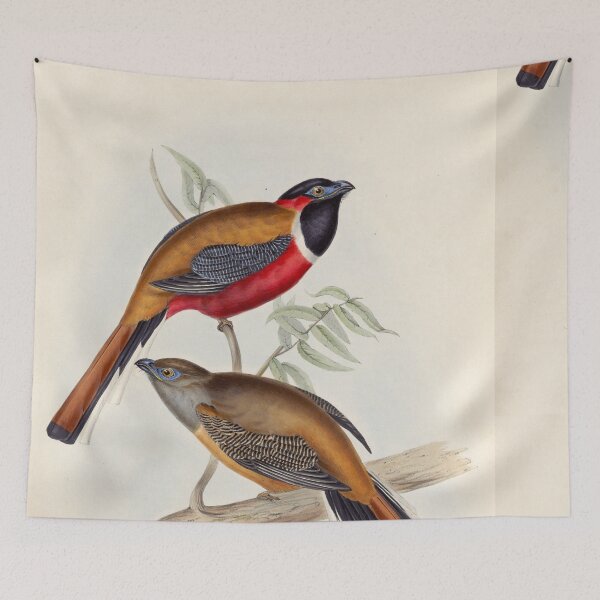 Item preview, A monograph of the Trogonidae or family of trogons John Gould 1838 V1 to V3 0024 Trogon Temminckii Temminck's Trogon designed and sold by WetdryvacRB01.