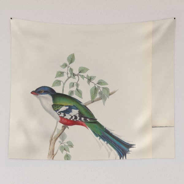 Item preview, A monograph of the Trogonidae or family of trogons John Gould 1838 V1 to V3 0032 Trogon Temnurus Cuba Trogon designed and sold by WetdryvacRB01.