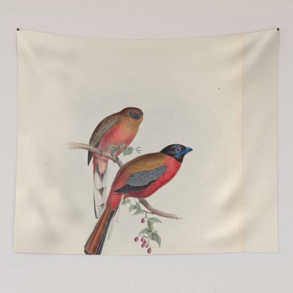Item preview, A monograph of the Trogonidae or family of trogons John Gould 1838 V1 to V3 0036 Trogon Duvaucelii Duvancel's Trogon designed and sold by WetdryvacRB01.