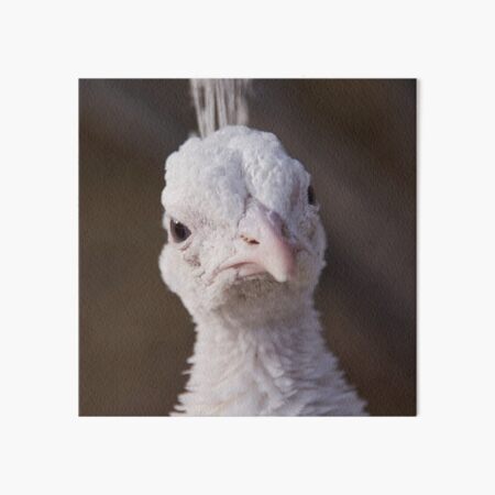 Angry white peacock is judging you Art Board Print
