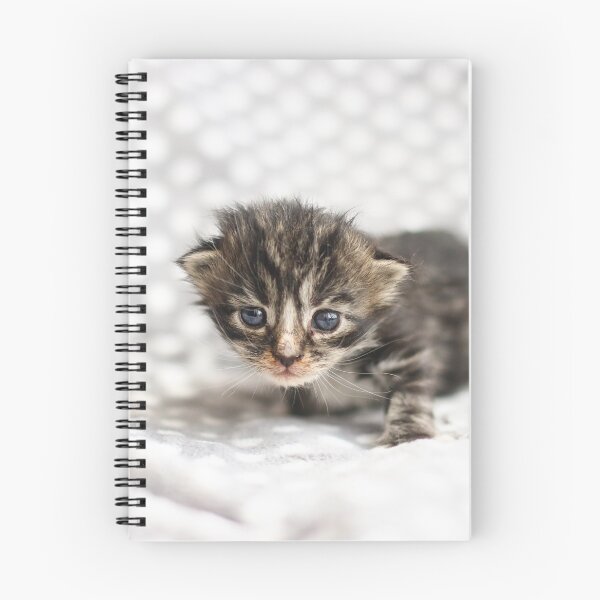 Item preview, 2 week old kitten designed and sold by GreyFeatherPhot.