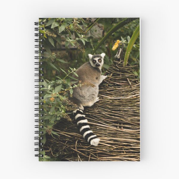 Artikelvorschau, Ring Tailed Lemur entworfen und verkauft von heyiitshaleyy.