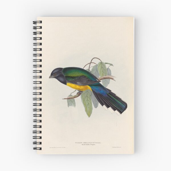 Item preview, A monograph of the Trogonidae or family of trogons John Gould 1838 V1 to V3 0042 Trogon Melanocephala Black Headed Trogon designed and sold by WetdryvacRB01.
