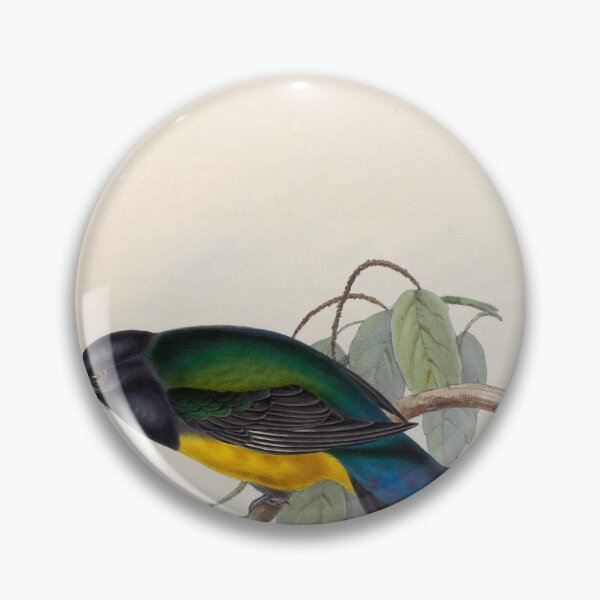 Item preview, A monograph of the Trogonidae or family of trogons John Gould 1838 V1 to V3 0042 Trogon Melanocephala Black Headed Trogon designed and sold by WetdryvacRB01.