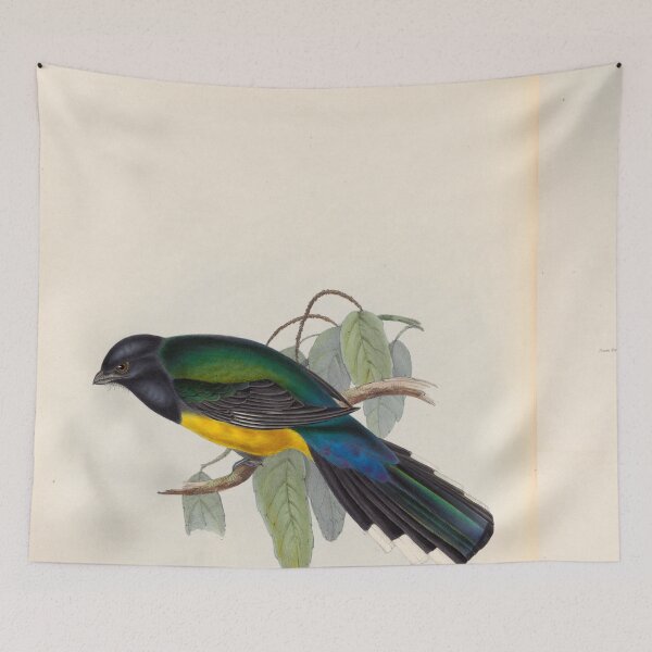 Item preview, A monograph of the Trogonidae or family of trogons John Gould 1838 V1 to V3 0042 Trogon Melanocephala Black Headed Trogon designed and sold by WetdryvacRB01.