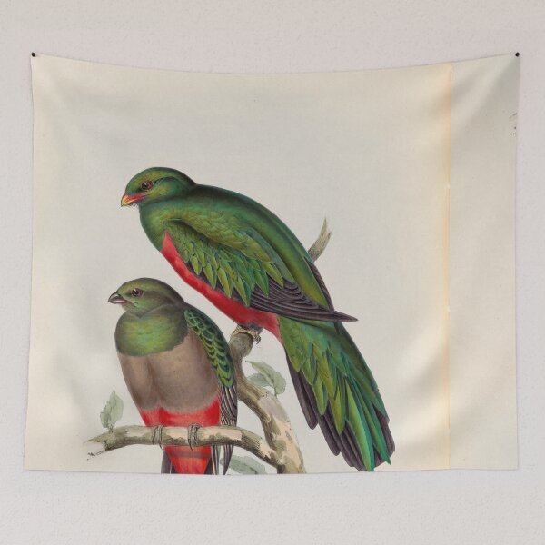 Item preview, A monograph of the Trogonidae or family of trogons John Gould 1838 V1 to V3 0044 Trogon Pavoninus Peacock Trogon designed and sold by WetdryvacRB01.
