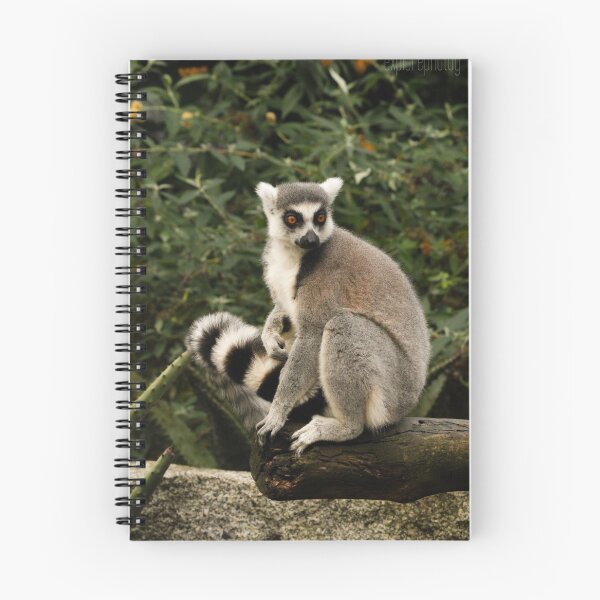 Artikelvorschau, Ring Tailed Lemur entworfen und verkauft von heyiitshaleyy.