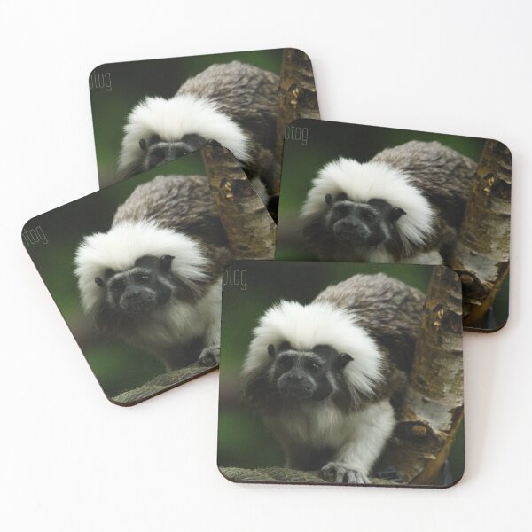 Item preview, Cotton Top Tamarin designed and sold by heyiitshaleyy.