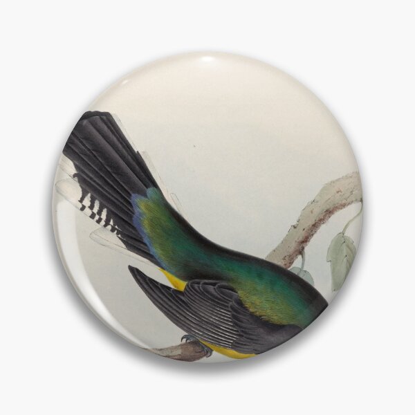 Item preview, A monograph of the Trogonidae or family of trogons John Gould 1838 V1 to V3 0046 Trogon Melanopterus Black Winged Trogon designed and sold by WetdryvacRB01.