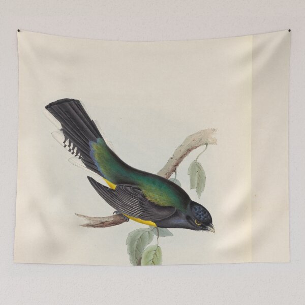 Item preview, A monograph of the Trogonidae or family of trogons John Gould 1838 V1 to V3 0046 Trogon Melanopterus Black Winged Trogon designed and sold by WetdryvacRB01.