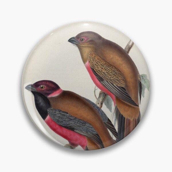 Item preview, A monograph of the Trogonidae or family of trogons John Gould 1838 V1 to V3 0048 Trogon Diardii Diard's Trogon designed and sold by WetdryvacRB01.