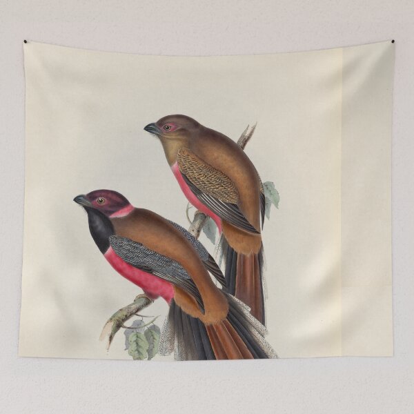 Item preview, A monograph of the Trogonidae or family of trogons John Gould 1838 V1 to V3 0048 Trogon Diardii Diard's Trogon designed and sold by WetdryvacRB01.