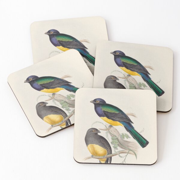 Item preview, A monograph of the Trogonidae or family of trogons John Gould 1838 V1 to V3 0050 Trogon Melanopterus Black Winged Trogon designed and sold by WetdryvacRB01.