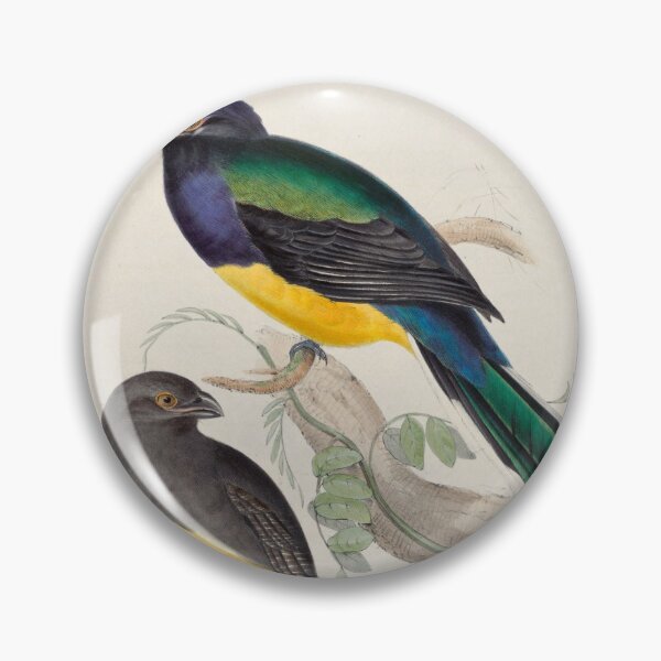 Item preview, A monograph of the Trogonidae or family of trogons John Gould 1838 V1 to V3 0050 Trogon Melanopterus Black Winged Trogon designed and sold by WetdryvacRB01.