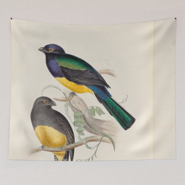 Item preview, A monograph of the Trogonidae or family of trogons John Gould 1838 V1 to V3 0050 Trogon Melanopterus Black Winged Trogon designed and sold by WetdryvacRB01.