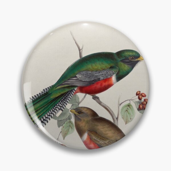 Item preview, A monograph of the Trogonidae or family of trogons John Gould 1838 V1 to V3 0052 Trogon Collaris Collared Trogon designed and sold by WetdryvacRB01.