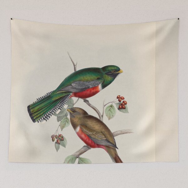 Item preview, A monograph of the Trogonidae or family of trogons John Gould 1838 V1 to V3 0052 Trogon Collaris Collared Trogon designed and sold by WetdryvacRB01.
