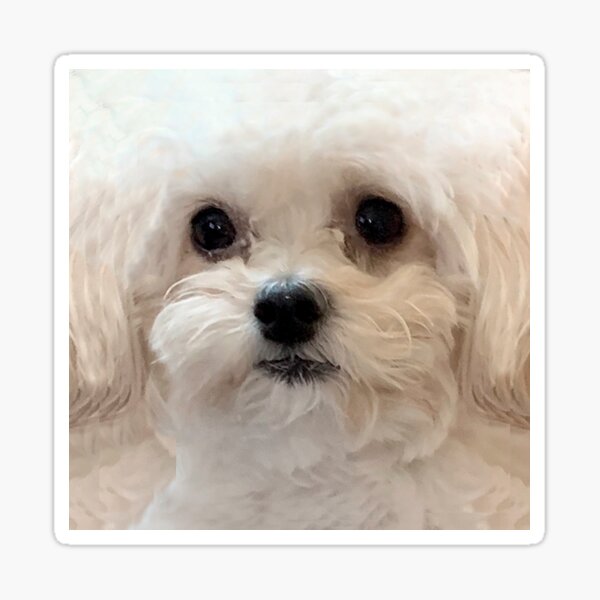 Maltipoo sweetheart with long silky white hair. Sticker