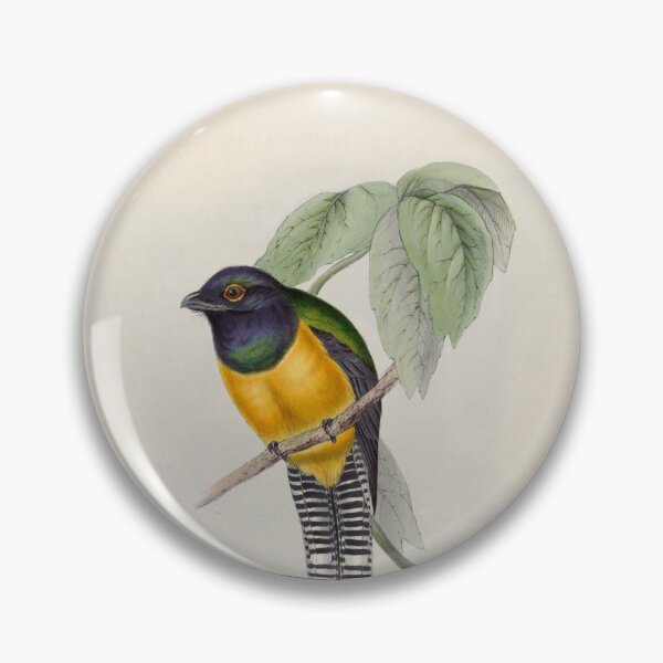 Item preview, A monograph of the Trogonidae or family of trogons John Gould 1838 V1 to V3 0054 Little Trogon Trogon Meridionalis designed and sold by WetdryvacRB01.