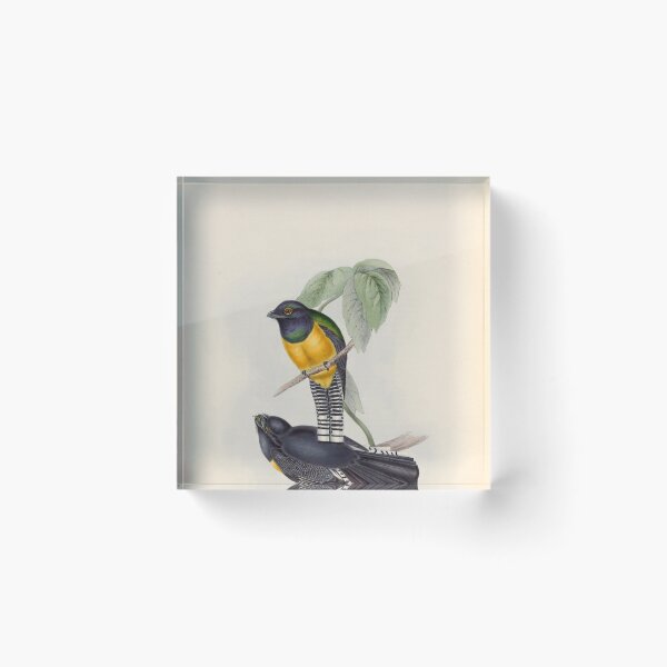 Item preview, A monograph of the Trogonidae or family of trogons John Gould 1838 V1 to V3 0054 Little Trogon Trogon Meridionalis designed and sold by WetdryvacRB01.