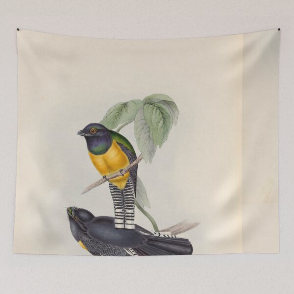 Item preview, A monograph of the Trogonidae or family of trogons John Gould 1838 V1 to V3 0054 Little Trogon Trogon Meridionalis designed and sold by WetdryvacRB01.