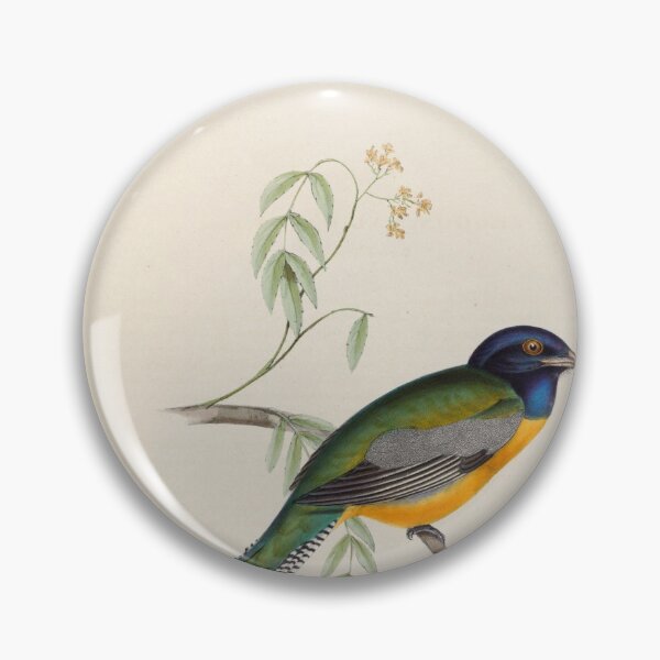 Item preview, A monograph of the Trogonidae or family of trogons John Gould 1838 V1 to V3 0080 Trogon Calicatus Booted Trogon designed and sold by WetdryvacRB01.