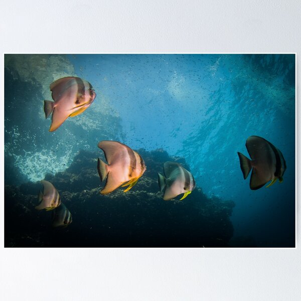 Batfish Posters for Sale