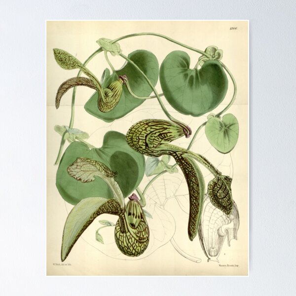 Item preview, Naturalist Orchids designed and sold by BlueSpecsStudio.